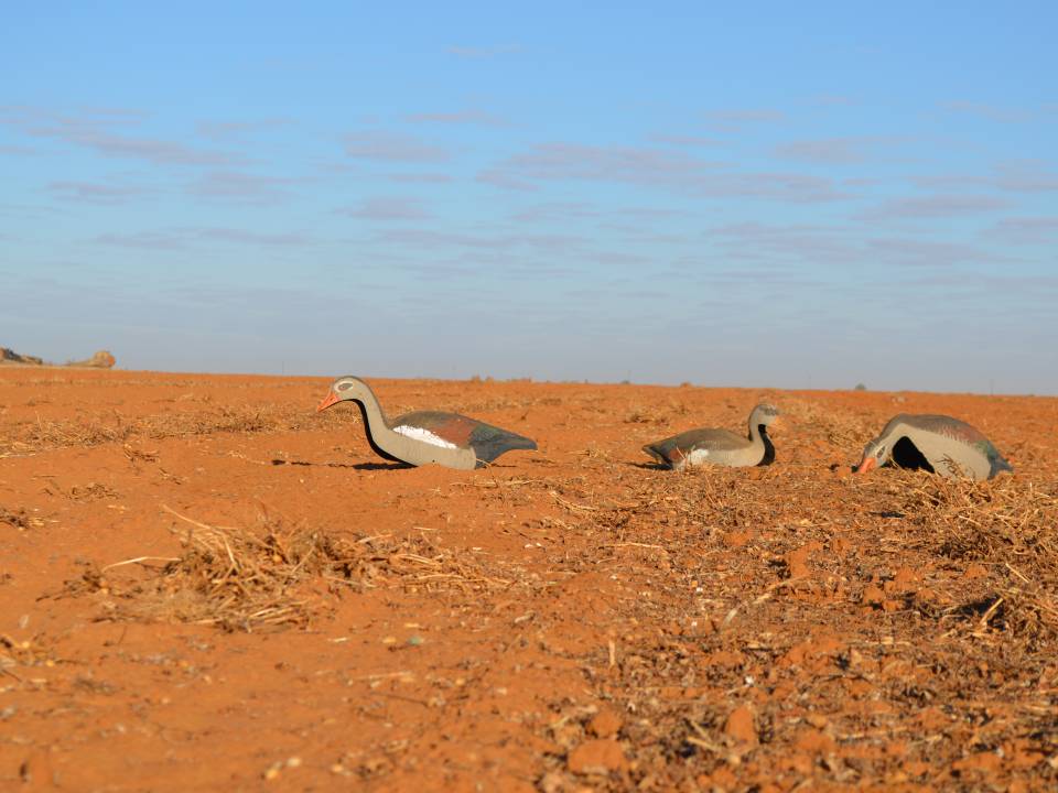 Egyptian Goose Decoys.jpg